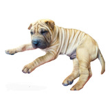 Shar-pei 1 Hembra 3 Machos Legítimos