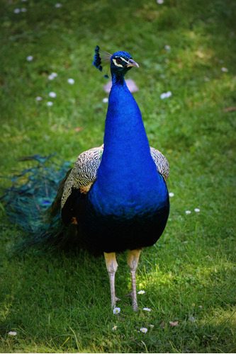 Cuadro 50x75cm Pavo Real Animal Naturaleza Peacock Color M3