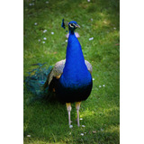 Vinilo Decorativo 50x75cm Pavo Real Animal Naturaleza M3