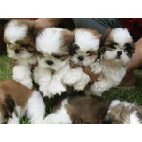 Perros Shitzu Cachorros Shih Tzu Puppy Cachorritos