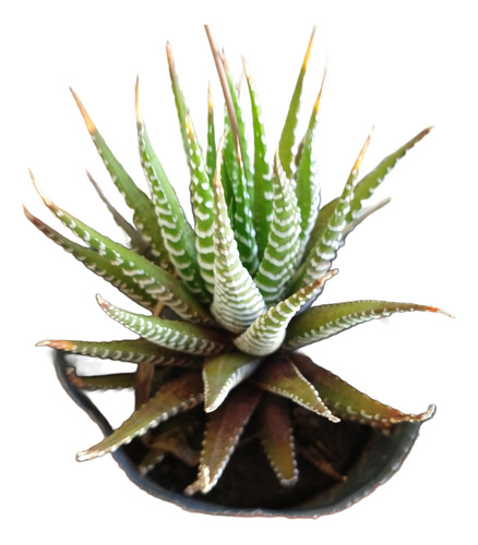 Suculentas- Haworthia Attenuata (o Planta Cebra) Ofertón!!!