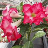 Semillas Cactus Adenium Obesum