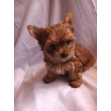 Perros Yorkie Biewer Chocolate Disponible Mascotas Cachorros