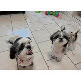 Lindos Cachorros Shih Tzu