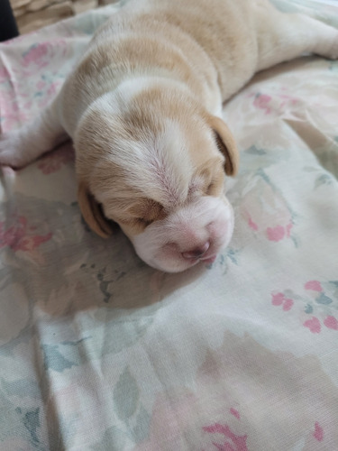 Cachorro Beagle Bicolor Macho Con Fca 