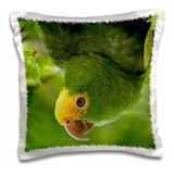 Danita Delimont  Pajaros Tropicales  Loro Amazonico Amazon