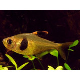 Peixe Tetra Grão De Café (takasei) 2 A 3 Cm Pct Com 5