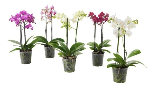 12 Mudas De Orquideas Phalaenopsis Pré Adultas Pronta Entreg