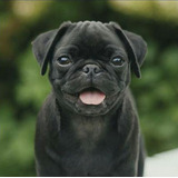 Cachorro Pug Carlino Negro! 01