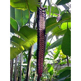 Heliconia Black