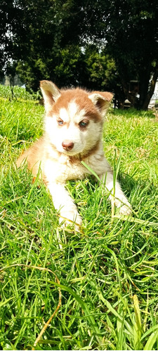 Husky Siberiano Macho, Pelaje Largo