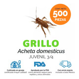 Grillos Vivos || Juvenil 3/4 - 500 Piezas  Alimento Vivo 