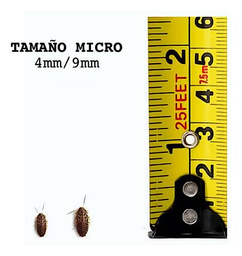 Cucaracha Dubia 100 Unidades / Tamaño 5mm/1cm