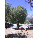 Semillas De Maiten Árbol Nativo Patagonico X 30 U.