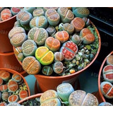 Semillas Cactus - Lithops Mix