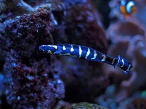 Pez Marino - Pholidichthys Leucotaenia - Gobio Ingeniero