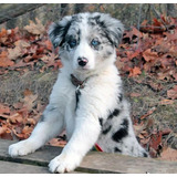 Filhotes De Border Collie Rj Diversas Cores 