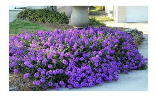 Semillas De Verbena Moss Tenuisecta Flor Planta Rastera