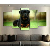 Quadro Mosaico 5 Peças Cachorro Rottweile 4k Lindo