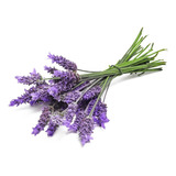 Lavanda Francesa Planta Ornamental