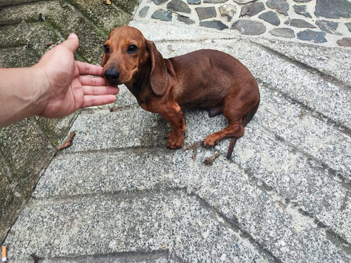 Cachorro Dachshund Mini Teckel Perro Salchicha Puppy 