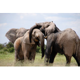 Vinilo Decorativo 40x60cm Elefante Elephant Wild M6