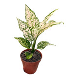 Muda De Aglaonema Exótica Etta Rose - Planta Rara Rosa Verde