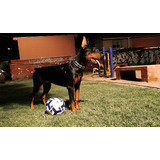 Doberman 7 Meses