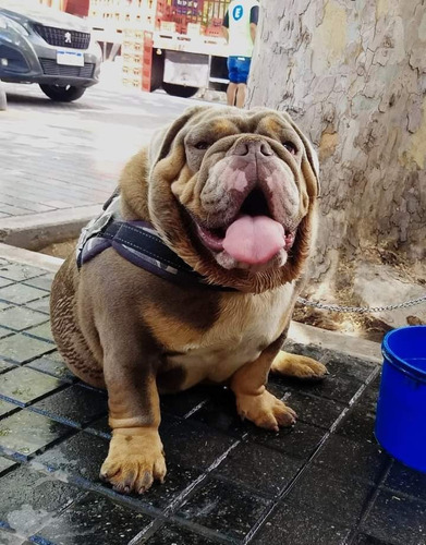 Cachorros Bulldog Ingles Exótico Molosos Únicos 