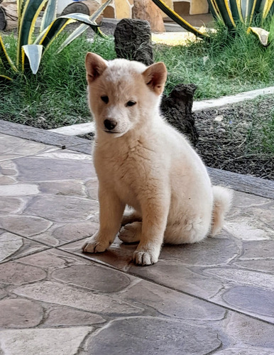 Cachorros Shiba Inu 