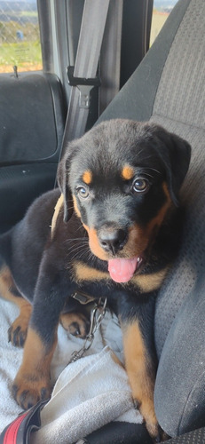 Rottweiler Alemão Lindos Filhotes