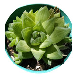 Haworthia Cymbiformis Enraizada