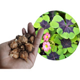 Bulbos Oxalis Iron Trebol 4 Hojas De La Suerte X 15 Bulbos