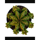 Semillas Cactus Suculenta Euphoria Anoplia Raro Exótico 