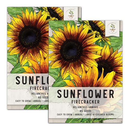 Seed Needs, Petardo Girasol (helianthus Annuus) Twin Pack De