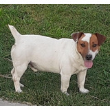 Cachorros Jack Russell Con Pedigree Fca! 