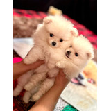 Cachorros Pomerania Lulu