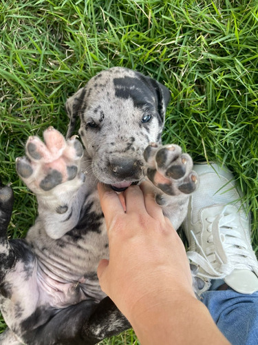 Cachorro Gran Danés Macho Arlequín Animal Pets Colombia 