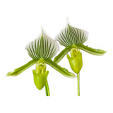 Orquidea Paphiopedilum Maudiae Green - Sapatinho - Adulta