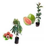 Combo 2 Plantas Frutales - Litchi Y Guayaba Tropical Adultas
