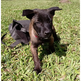 Cachorros Belga Malinois Carbonados