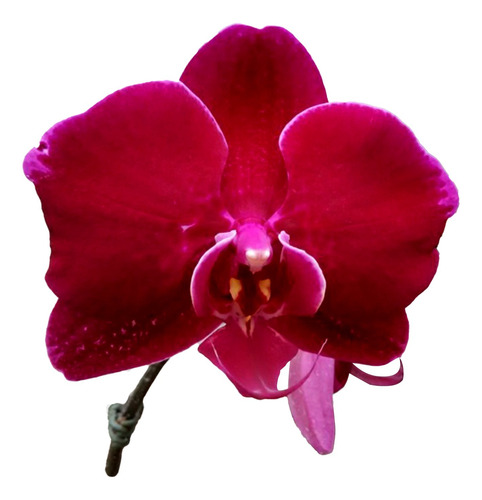 Orquídea Phalaenopsis Mini Vermelha  Raridade Exclusiva 