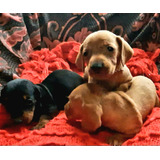  Cachorras Salchichas Dachshund Kanichenteckel Mini