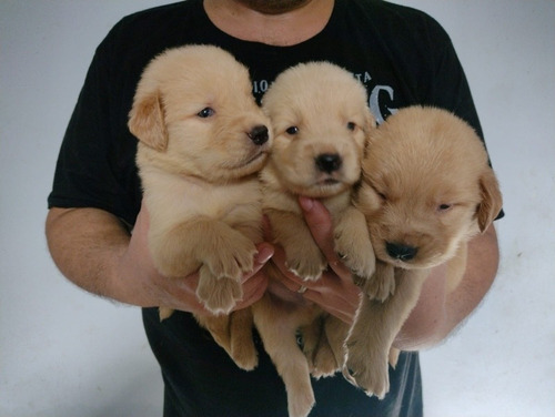 Filhotes De Golden Retriever Com Pedigree