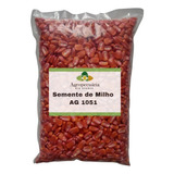 Semente De Milho Doce 1051 Para Milho Verde E Pamonha 1 Kg