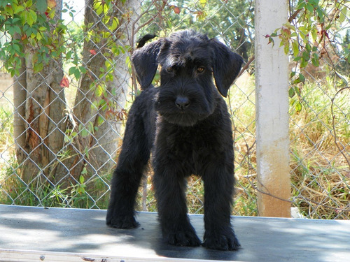 Schnauzer Gigante Cachorros  Pedigree Internacional 