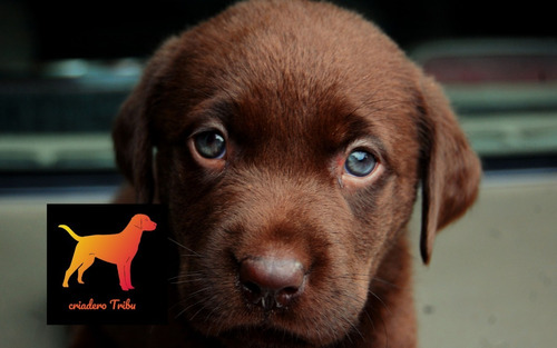 Cachorros Labrador Criadero Premium. Libreta Real + Cert
