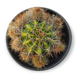 Echinopsis O. Cactus Exóticos Pequeña Colonia 