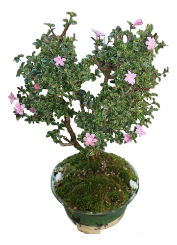 Bonsai Serissa Árvore Da Paz Chinesa Vaso De Porcelana