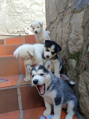 Lobos Siberianos (hoskies) 36 Dias De Nacidos